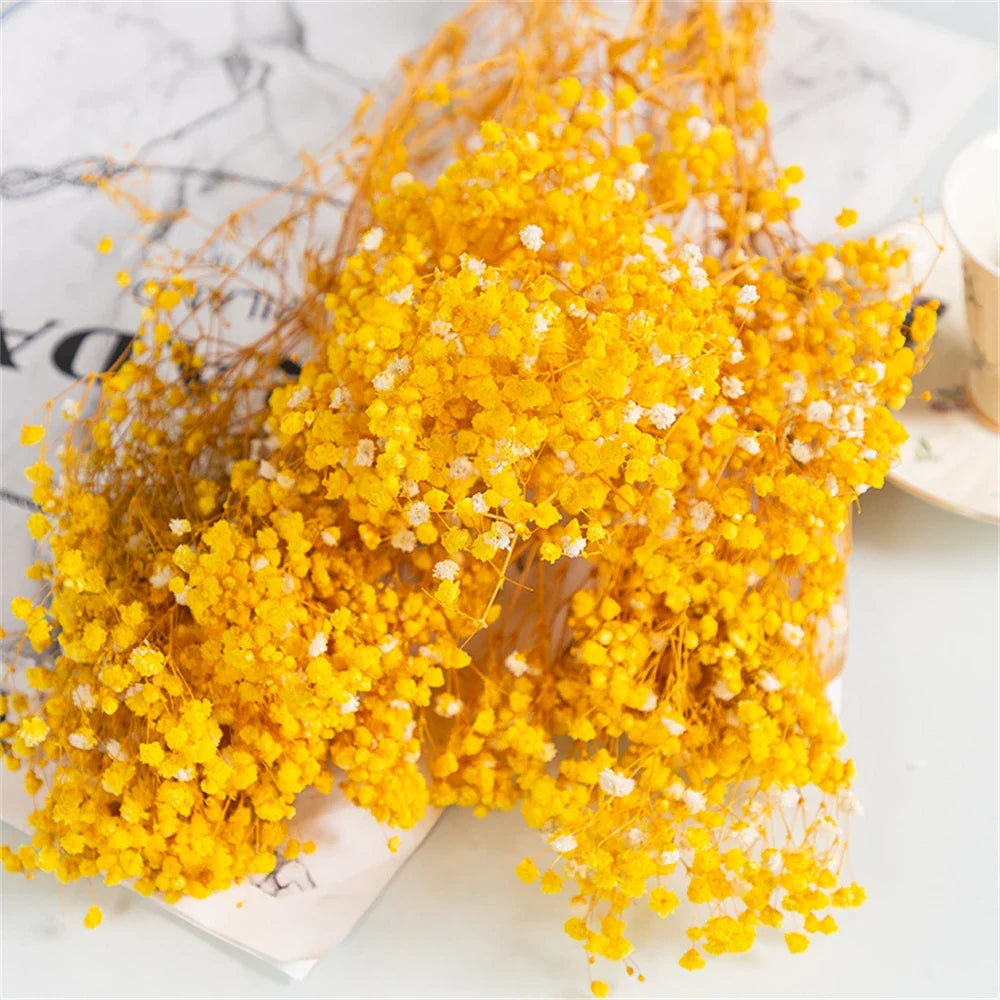 Natural Fresh Dried Preserved Flowers - Gypsophila Paniculata Baby's Breath Bouquet